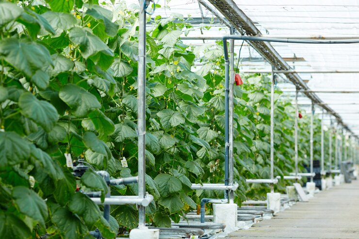 Vertical Farms