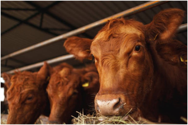 How To Improve Nutrition In Your Livestock?